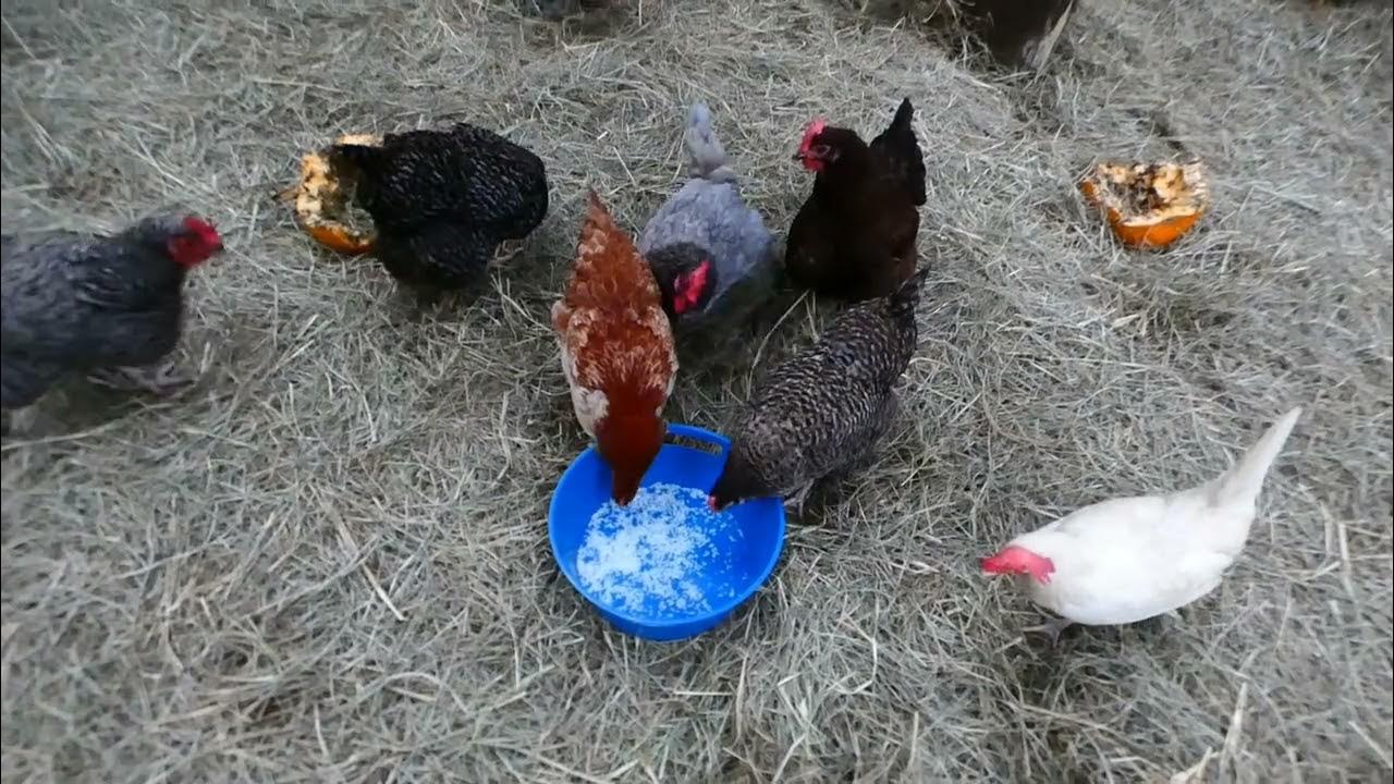 Plain cooked jasmine rice. Chickens really liked it! YouTube