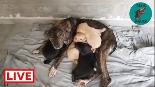 The mother is very happy to have her puppies back  Takis shelter