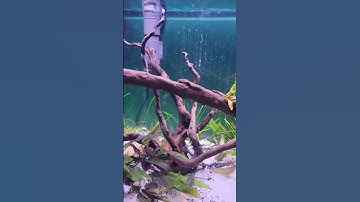 API accu clear |does it work? #aquascapeing #viral