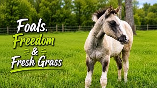 Foals, Freedom & Fresh Grass