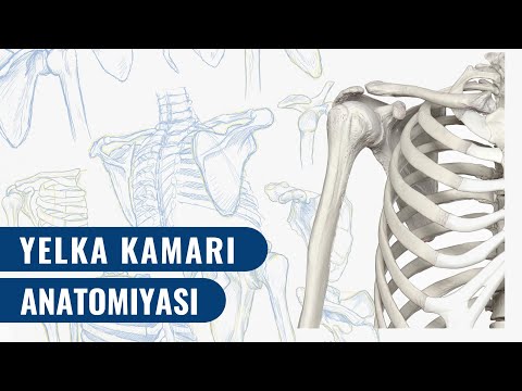 Video: Yelka-kamar tizimi (RPS): tavsifi, jihozlarning joylashishi, maqsadi