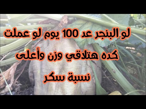 آخر فرصة قبل التقليع تحجيم البنجر ورفع نسبة السكر وزيادة محصول البنجر يخليك تجيب فوق ال٤٠ طن للفدان