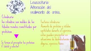 SISTEMA URINARIO NUTRICION UPAEP