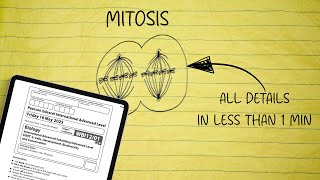 All details of mitosis in 1 min for your Edexcel IAL biology exam