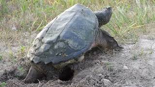 Common Snapping Turtle