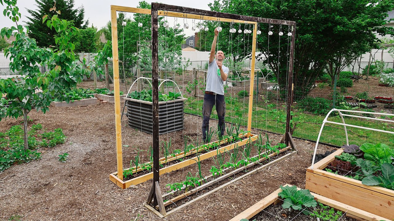 This Method of Trellising Tomatoes is a Game Changer! 