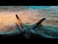 Giant Butterfly Ray meets big Sea Star