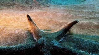 Giant Erfly Ray Meets Big Sea Star