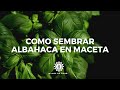 Como Sembrar ALBAHACA En Maceta 2021 /plantar albahaca/manos de tierra