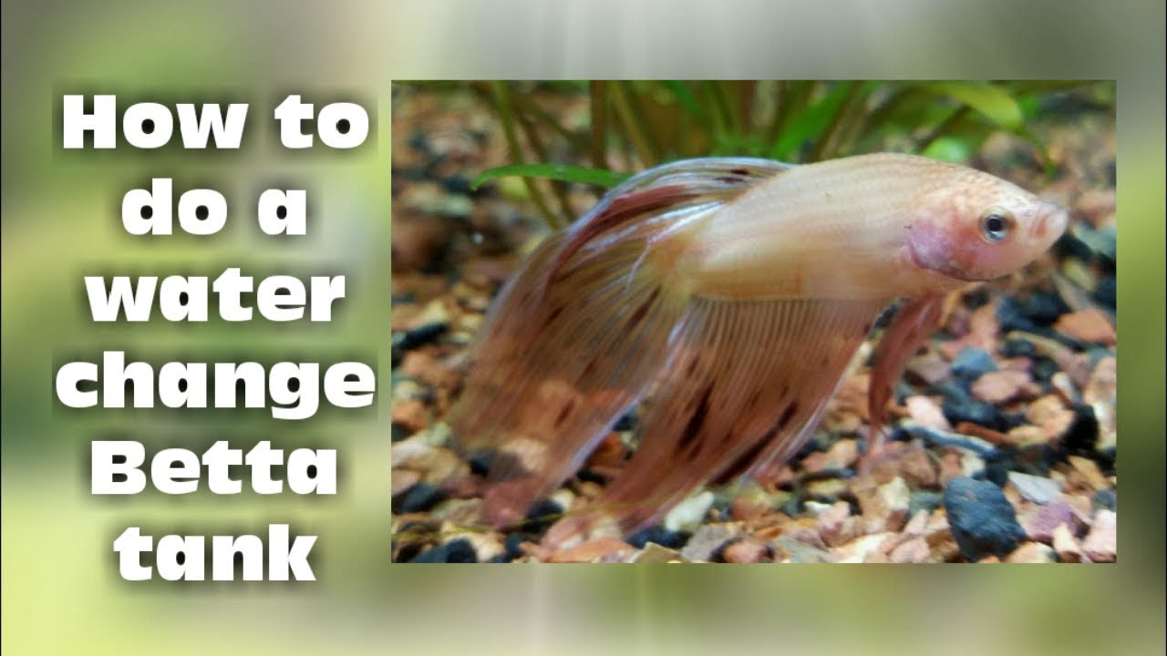 How to do a water change Betta Tank YouTube
