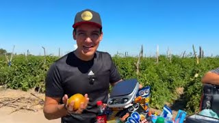 Nos vinimos al campo al corte de tomate y de paso a alegrarle el momento a alguien