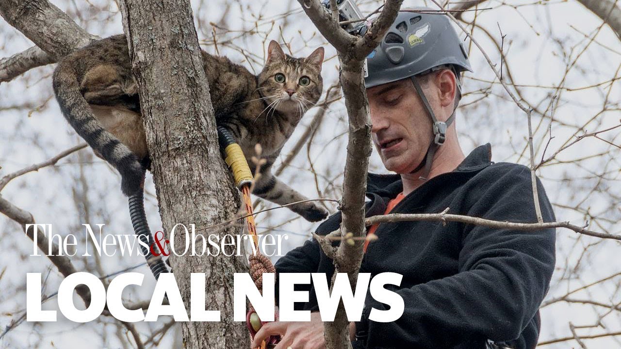 Cat stuck in a tree? A network of treetop rescuers can help. YouTube