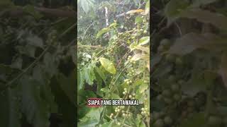 Berserah Diri Kepada Allah Swt robusta coffee
