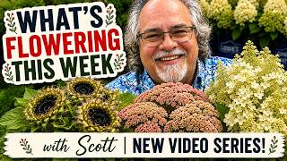 What’s Flowering this week? What’s Flowering this week?