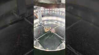 ☢️ Uranium Ore in a Cloud Chamber: Seeing The Invisible World of Radioactivity Resimi
