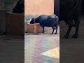 Blackgold #cow #baffalo #haryanvimusic #animals #bafflow #anmolpunjabcow #bull #funny #newsong #yt