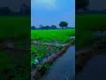 my village early morning butifull seen ❤😊 #shorts #shortvideo #tiktok #farmer