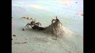 Crabs of Duty: Crustaceans at War