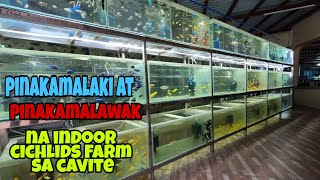 BIGGEST AND LARGEST INDOOR CICHLIDS FARM IN THE PHILIPPINES!! LOCATED IN CAVITE!