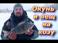 Окунь и лещ на мормышку-козу.