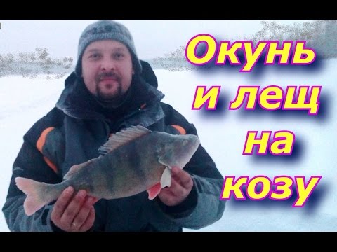 ловля окуня на сало ловля окуня на сало