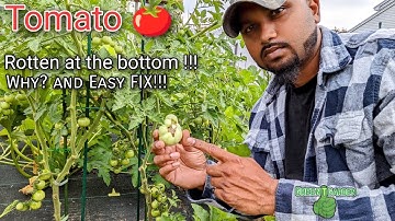 Why tomatoes rotting at the bottom  | Fix this FAST & EASY ! #tomato #garden