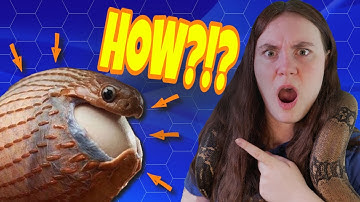 How Do Snakes Swallow Big Things?!