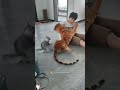 Cats Protecting Their Owners Youtubeshorts Funny Cat Funnycats