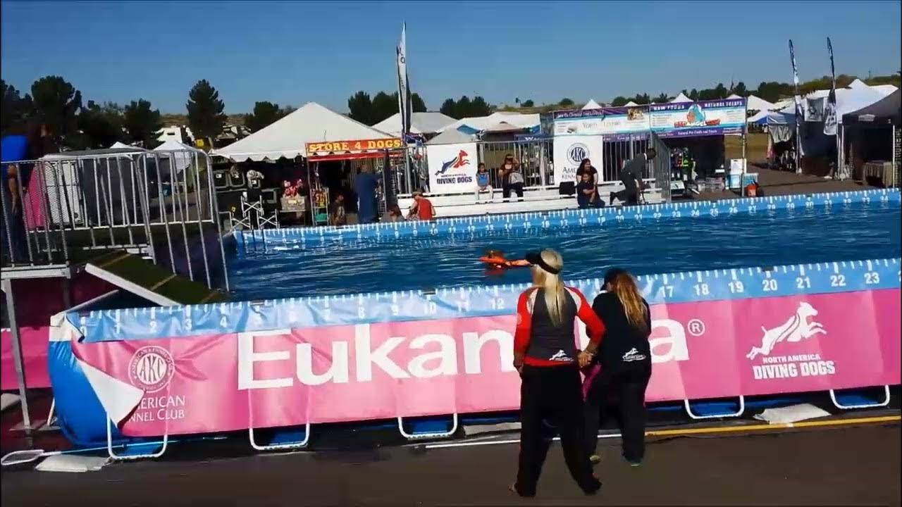 Emit ACD Dock Diving Competition 2016 YouTube