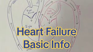 Heart Failure (quick and basic video) by Dr. Bozelka, ER Veterinarian 134 views 1 month ago 1 minute, 30 seconds
