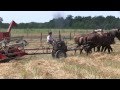 Amish Harvest in Holms County Ohio