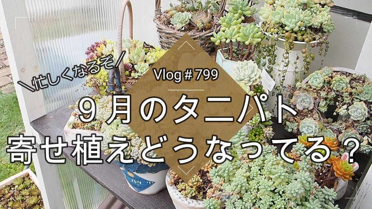 Vlog 799] [Succulents] How's the September Tanipat💚 planting