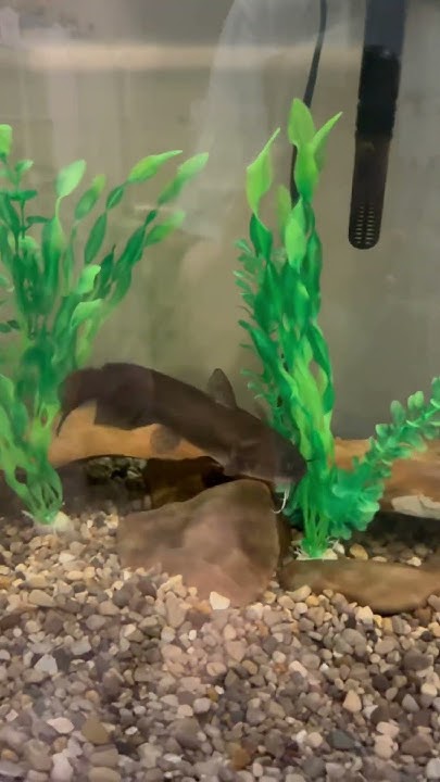 Hand feeding my pet bullhead catfish a nightcrawler - YouTube