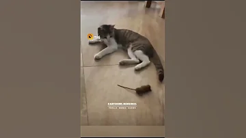 Cat Vs Mouse Video Cat Vs Mouse Bala Bala Mouse Dance Funny Video Comedy Video 