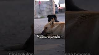 Başıboş köpek sorunu nasıl çözülecek?