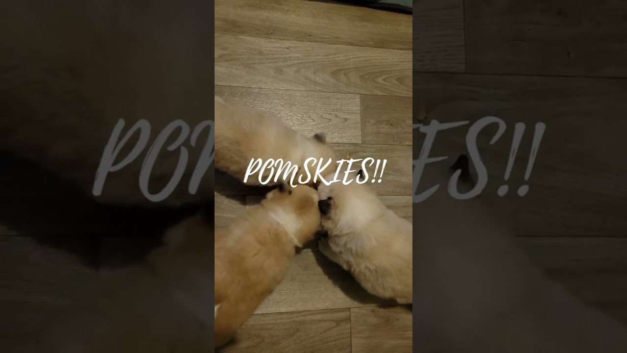 Pomsky Puppy Feeding Frenzy, It's Pumpkin Time!!! What is a Pomsky? Find out!