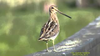 Bekas 1 Gallinago gallinago spaces ru Bekas 1 Gallinago gallinago spaces ru