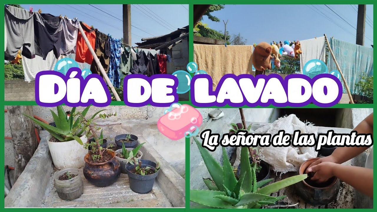 Día de lavado 🫧🧼🫧| Moviendo plantas 🌱 de maceta 🪴