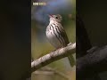 Beautiful song birds and songs