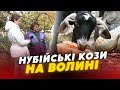 Тут їх майже НЕ ЗУСТРІНЕШ Де на Волині тримають НЕЗВИЧАЙНІ НУБІЙСЬКІ кози РЕПОРТАЖ Тут їх майже НЕ ЗУСТРІНЕШ Де на Волині тримають НЕЗВИЧАЙНІ НУБІЙСЬКІ кози РЕПОРТАЖ