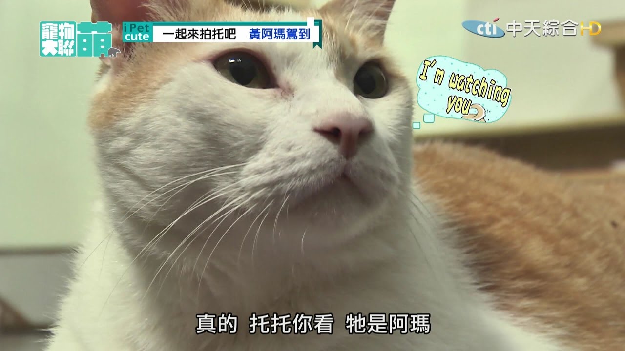 【寵物大聯萌#完整版】百萬網紅來囉　狼王子與黃阿瑪駕到！2016.10.09