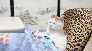 こたつで座椅子　Cat and kotatsu　2016#4