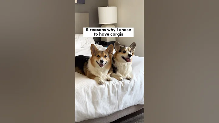 5 Reasons Why I Chose to Have Corgis #corgi #dogs - DayDayNews