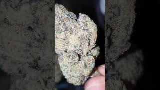 White Soho 🍃 Wizard Trees cut, is a hybrid cross of White Runtz and Studio 54.