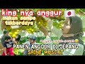 PANEN ANGGUR SHINE MUSCAT DI JEPANG LANGSUNG MAKAN DI BAWAH POHON SAMPE MABOK