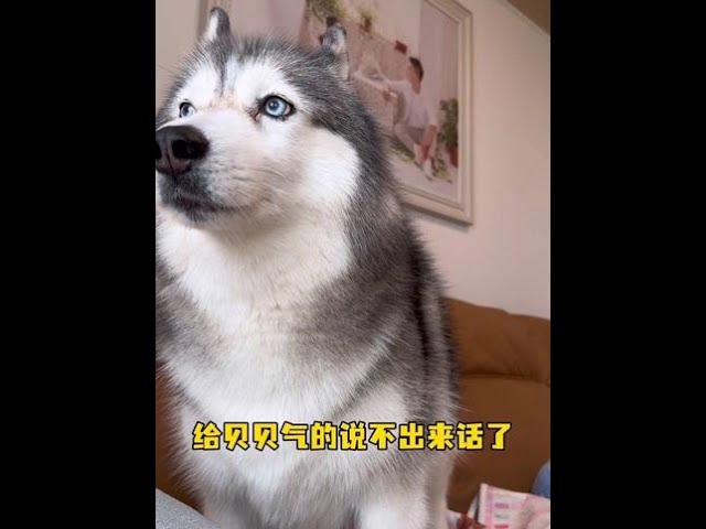 贝贝：你清高，你了不起，可是你不能拿我的饭喂别人啊！哈哈哈哈#哈士奇 #流浪猫