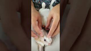 น่ารักมากๆ #cafe #food #嗡嗡嗡 #coffee #cat #streetfood #colonelkkjϟ #thaifood #쩐다 #cooking #eat