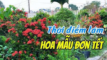 Thời điểm thích hợp làm Hoa Mẫu Đơn Tết âm lịch 
