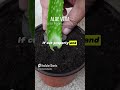 Aloe Vera Blattvermehrung