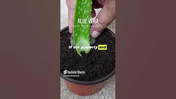 Aloe vera leaf propagation